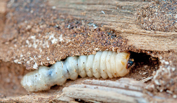 little woodworm stock photo