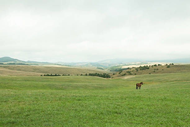 istock Horse in the meadow 485801250
