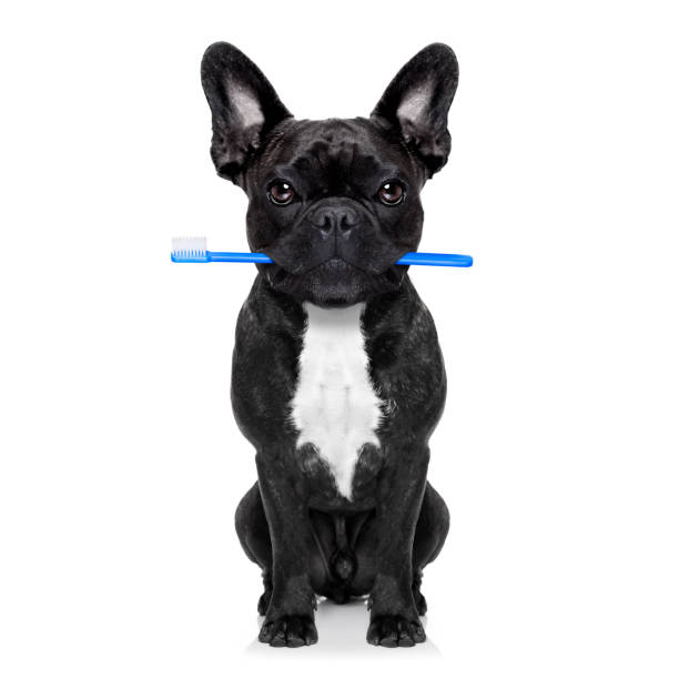 istock dental toothbrush dog 485801530