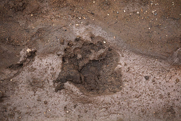 istock Brown bear (Ursus arctos) footprint in mud. 485801560