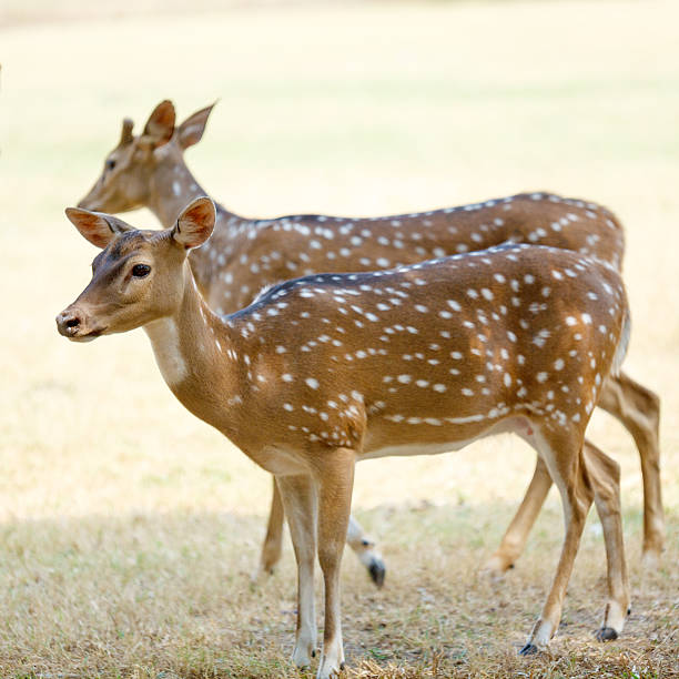 istock Cute Deer in the Park 485802212