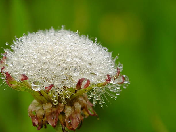 dew drop flower dandelion puff and the dew drops puff ball gown stock pictures, royalty-free photos & images