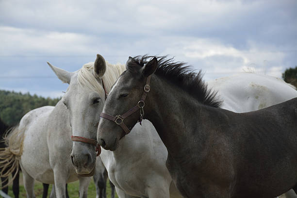istock horses on the farm 485802742