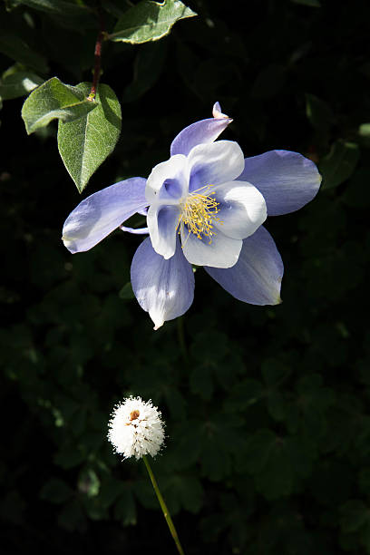 istock field with Rocky Mountain blue columbine flowers 485802834