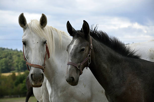 istock horses on the farm 485803082