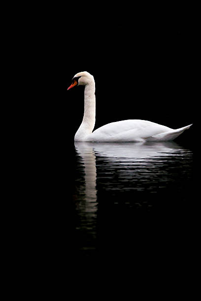 istock White swan on a black lake 485803390