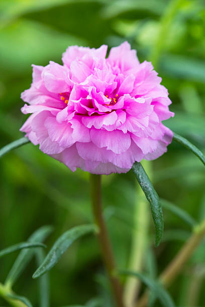 istock pink portulaca flower background 485803992