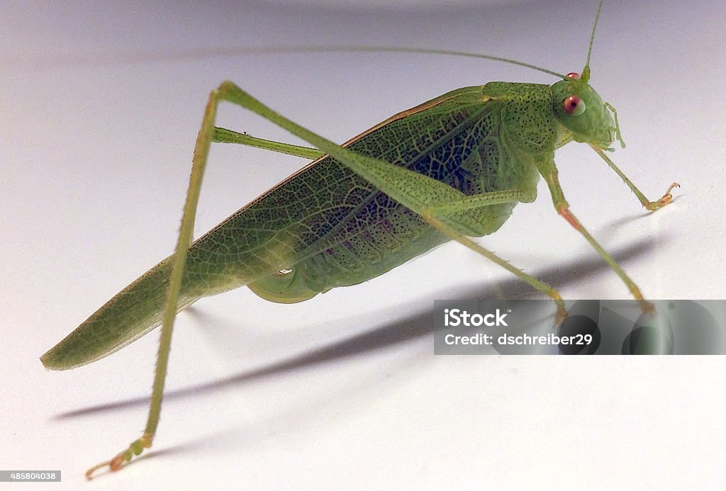 Grasshopper - Foto de stock de 2015 royalty-free