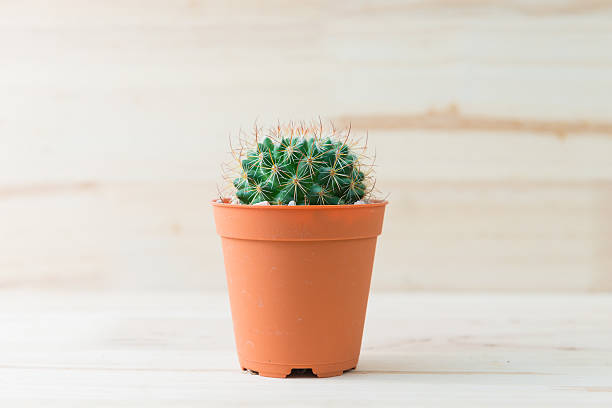 istock Cactus in pot on woody background. interior decoration. 485804178