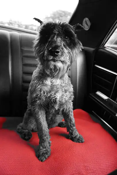 Black and gray, small Miniature Schnauzer dog sitting on red mat in backseat of black1967 Oldsmobile Cutlass Supreme.