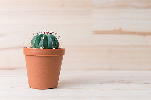 istock Cactus in pot on woody background. interior decoration. 485804712