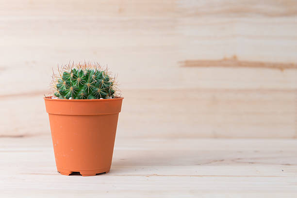 istock Cactus in pot on woody background. interior decoration. 485804888