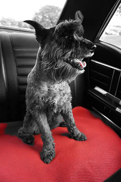 Black and gray, small Miniature Schnauzer dog sitting on red mat in backseat of black1967 Oldsmobile Cutlass Supreme. Photographed using a Sony Alpha A5100 mirrorless camera.