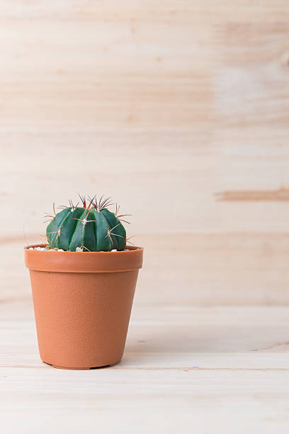 istock Cactus in pot on woody background. interior decoration. 485805392