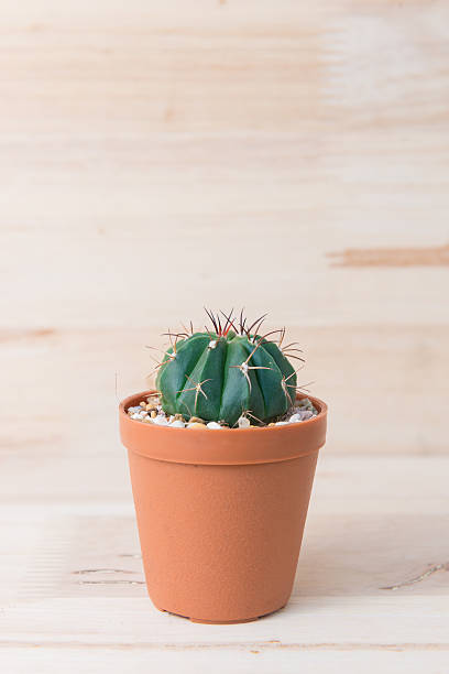 istock Cactus in pot on woody background. interior decoration. 485805470