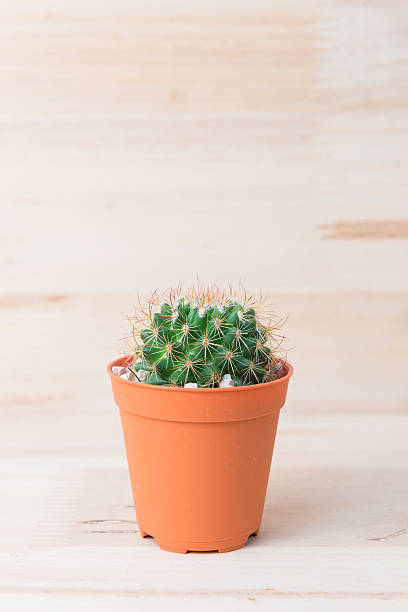 istock Cactus in pot on woody background. interior decoration. 485805944