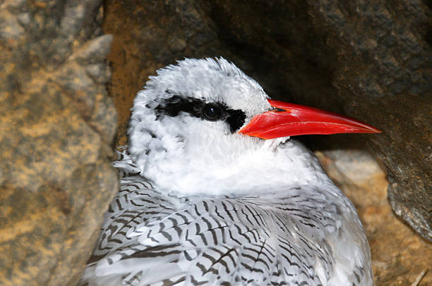 Bosun bird in nest Red Tailed Tropic Bird, also know as a Bosun bird sits inside a nest on the cliff of the uninhabited islet of Djeu, part of the Archipelago of Cabo Verde red tailed tropicbird stock pictures, royalty-free photos & images