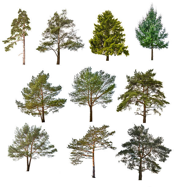 istock set of ten coniferous trees isolated on white 485806376