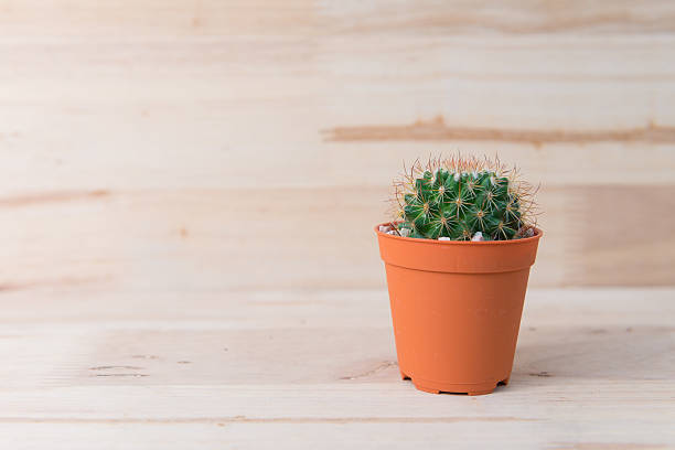 istock Cactus in pot on woody background. interior decoration. 485806428