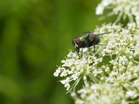 Green bow tie on white flowers of wild carrot