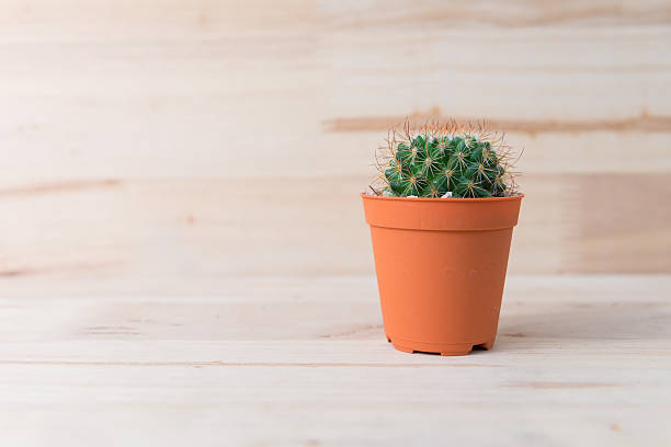 istock Cactus in pot on woody background. interior decoration. 485806534