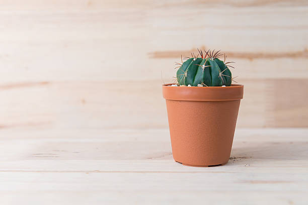 istock Cactus in pot on woody background. interior decoration. 485806690