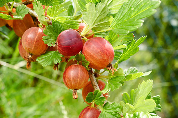 istock Ripe gooseberries in the garden 485806898
