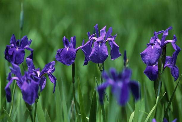 iris - kutsuki immagine foto e immagini stock