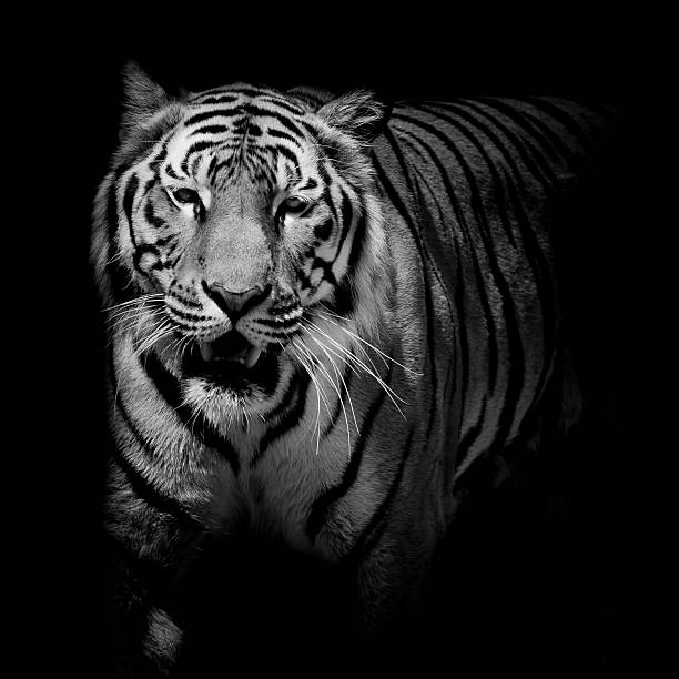 istock Close up black & white tiger growl isolated on black background 485808052