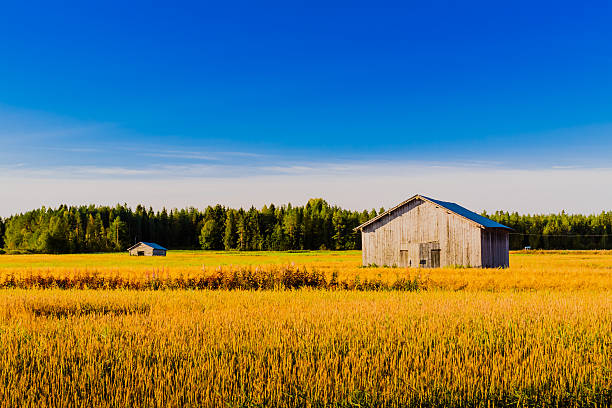 Beautiful sunny morning on the fields of the Northern Finland.