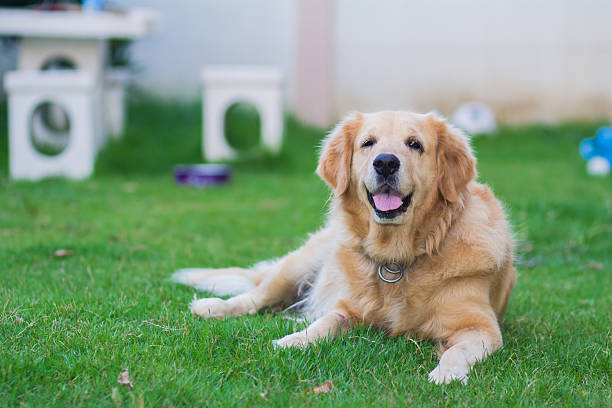 istock Golden retriever dog on the green 485809174
