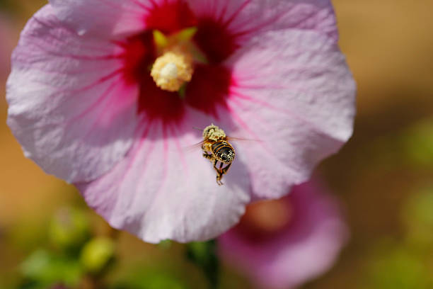 istock Bee flying in front of a flower 485809630