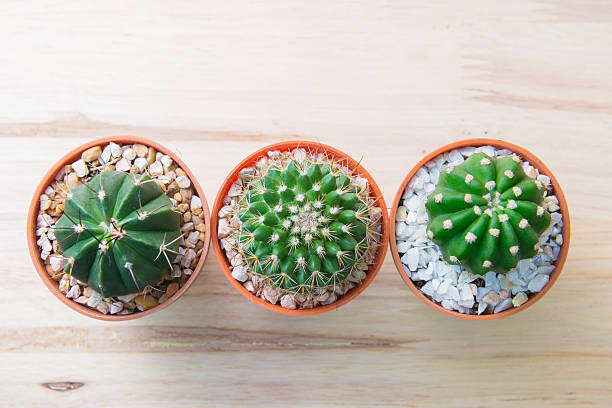 istock Cactus collection in pot on woody background. interior decoration. 485809652