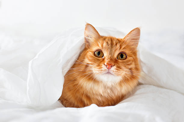 Ginger cat lies on bed. Fluffy pet hides under blanket