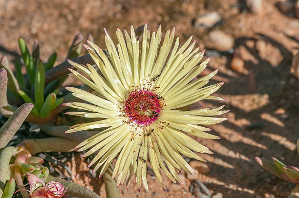 cephalophyllum pillansii, um suculento de namaqualand prostrate - gifberg - fotografias e filmes do acervo