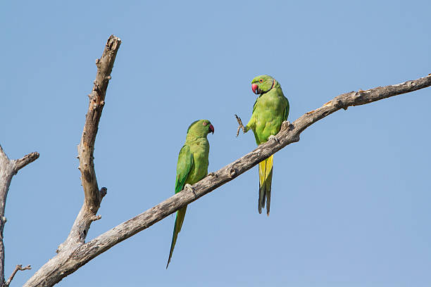 istock Rose-ringed parakeet in Arugam bay lagoon, Sri Lanka 485810026