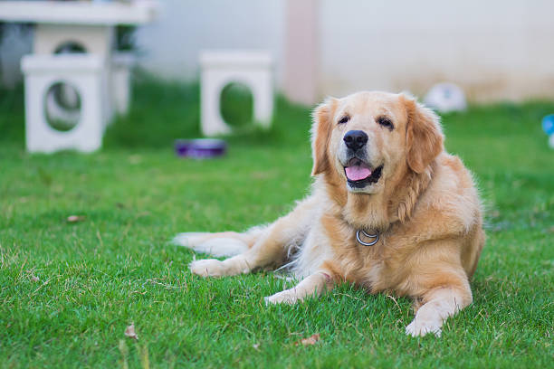 istock Golden retriever dog on the green 485810112
