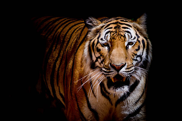 istock Close up tiger growl - isolated on black background 485811250