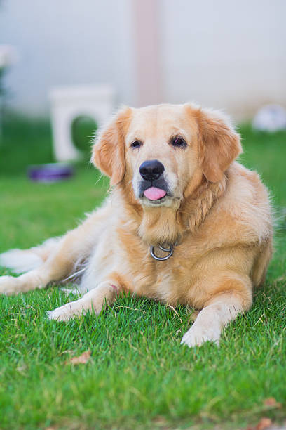 istock Golden retriever dog on the green 485811732
