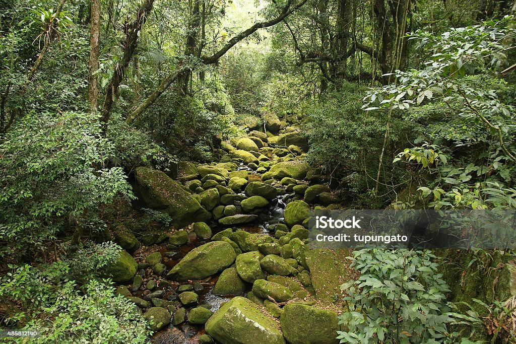 Brazil rainforest Brazil - jungle view in Mata Atlantica (Atlantic Rainforest ecosystem) in Serra dos Orgaos National Park (Rio de Janeiro state). Forest Stock Photo