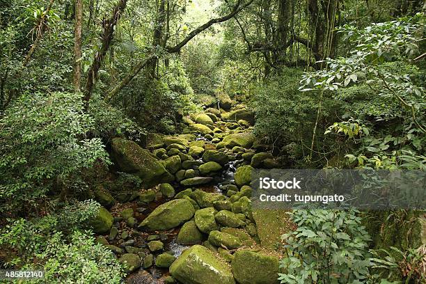 Brazil Rainforest Stock Photo - Download Image Now - Forest, Mata Atlantica, Atlantic Ocean