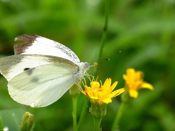 istock white butterfly after the rain 485812382