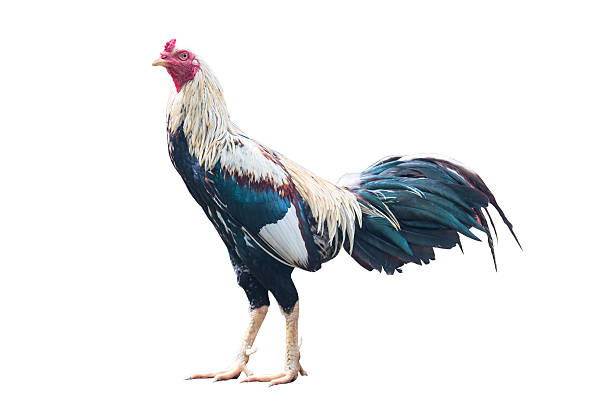 istock Gamecock or Cockfight isolated on white background 485812412
