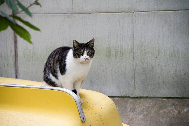 Cat on car stock photo