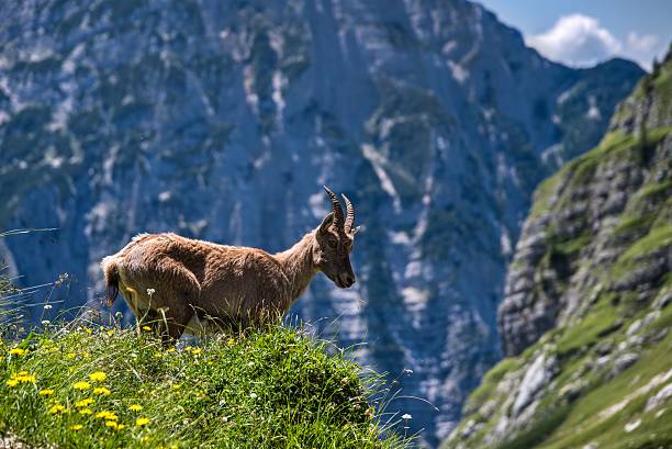 istock Female Ibex in Julian Alps 485813014