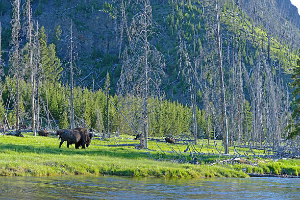 istock Scenic green grass and strolling bison of Yellowstone. 485813052