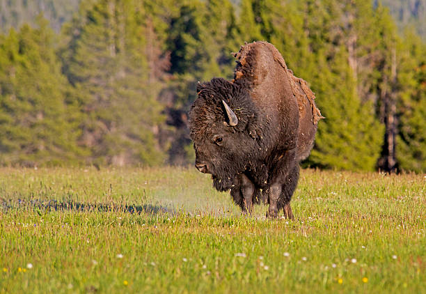 istock Large Bison stomping up dust in a grassy field. 485813536