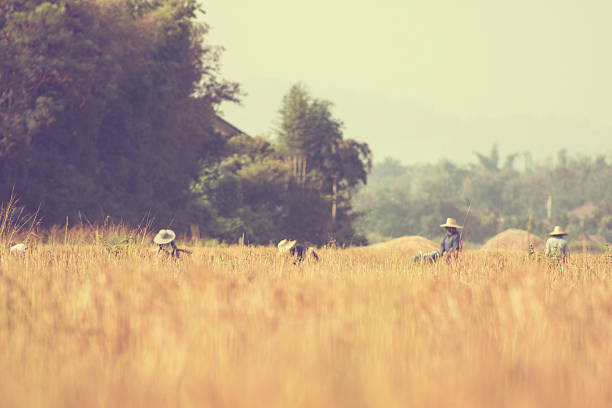 Thai farmer harvesting rice - vintage effect style pictures