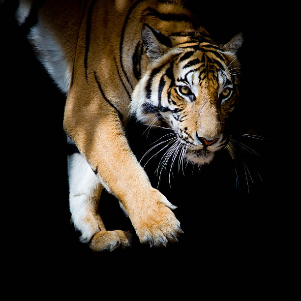 istock Beautiful tiger walking step by step isolated on black background 485814818