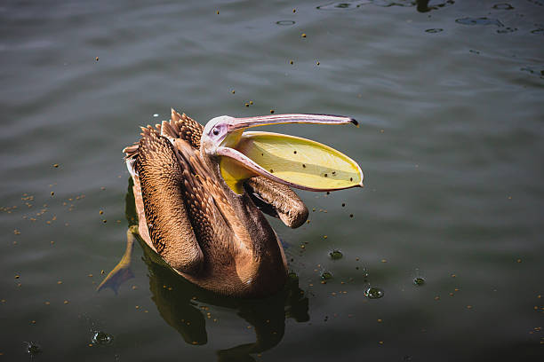 istock Brown Pelican catching food 485815012